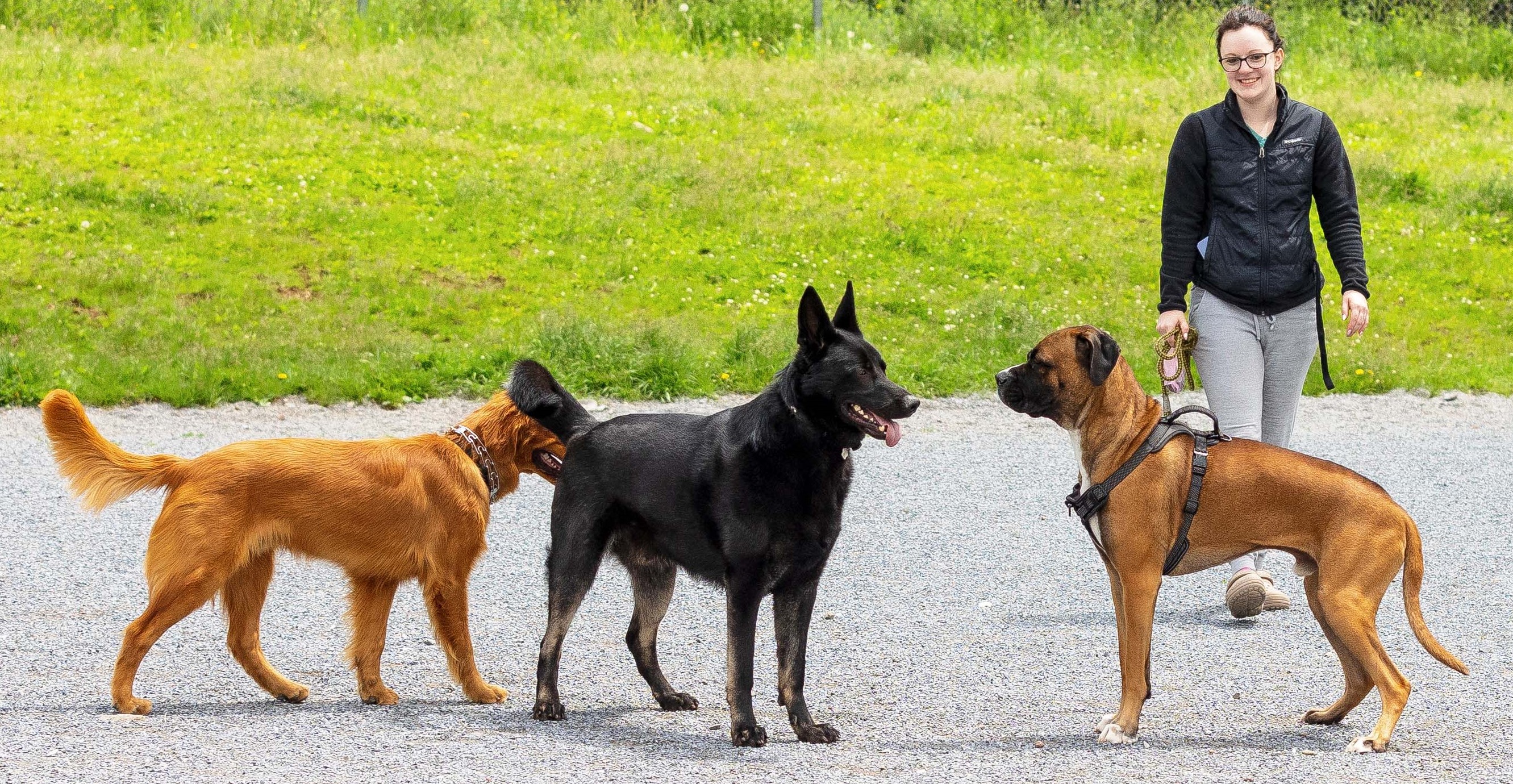 Three larger dogs checking each other out with woman in background.