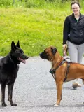 Three larger dogs checking each other out with woman in background.